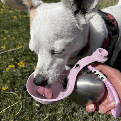 Pawpup Dog Water Bottle™ - Pure Haven Living